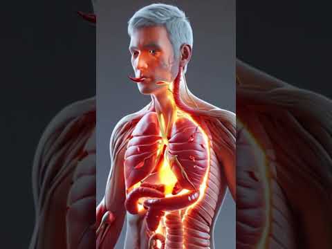 eating chilly keeps your organ hot 🔥 #3d #anatomy #medicosphere #viral #shorts #physiology #medicos