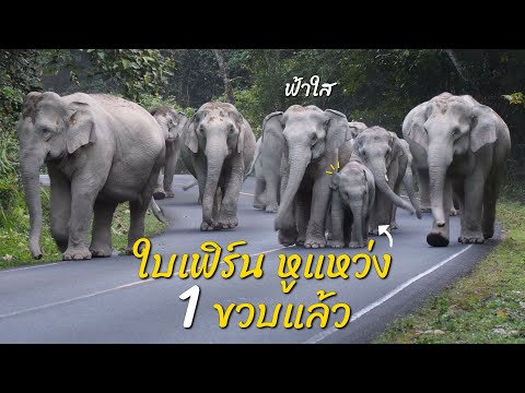 ใบเฟริ์น หูแหว่ง ผ่านขวบปีมาแล้ว ฟังเรื่องราวของเธอ #ช้างเขาใหญ่ #thaielephant