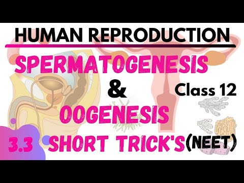 Spermatogenesis & oogenesis |3.3GAMETOGENESIS | HUMAN REPRODUCTION | NEETTRICK | NCERTBIOLOGYCLASS12
