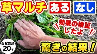 [Natural Cultivation 368] Grass mulch is amazing! We also introduce its drawbacks!