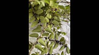 #asianfruit #fruit #fruitcrops #fruitcultivation #farming #fruitprocessing #fruitfarming #satisfying