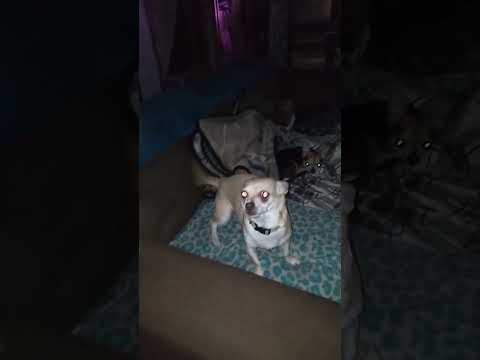 silly dawg