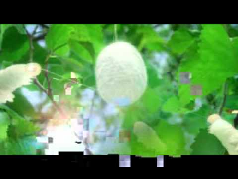 SilkBath TVC.wmv