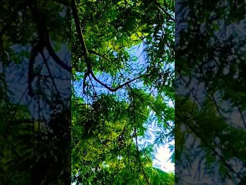 #32#,#shortvideo,#taaron_ke_shehar#,#enjoymentwithnature,💞💞