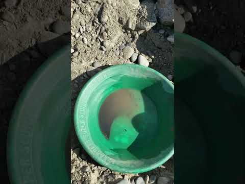 Results from 1 Pan from Flood Layer Around Chilcotin Slide Driftwood Pile - Part 3 of 3