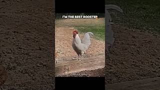 Who The Best Rooster🥶 / #singma / #anime / #viral / #video / #short ☠️