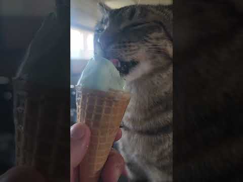 #Gelato It's one helluva drug #taylorswift #florida #cat #catshorts #catseating #cutecat