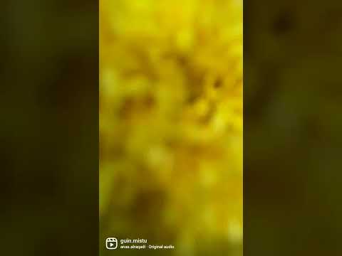 আমাদের বাগানের ফুল🌼🌸 #viralvideo  #youtubeshorts  #flowers #subscribe