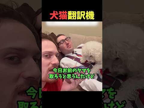 いぬのきもち