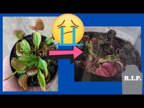 Why THESE Venus Flytraps Are Very Likely to Die...💀(Walmart, Home Depot, Lowes)