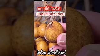 เคยปอกลำใยแบบนี้ไหม ง่ายมาก #ครัวแม่ผึ้ง #ลำใย #วิธีปอกลำใย #คว้านเม็ดลำใย #ปอกผลไม้#diy #shorts