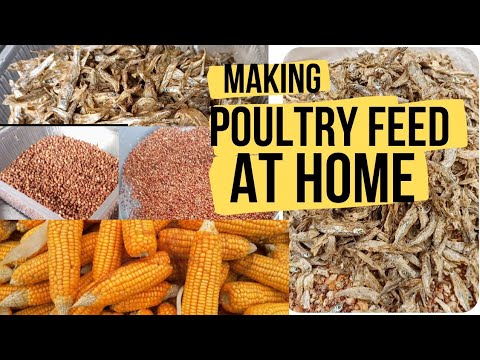 How to make your own poultry feed at home || How poultry feed is made