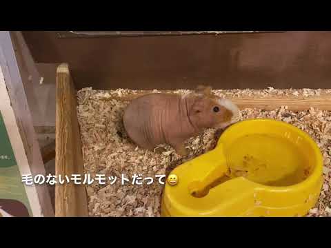 伊豆シャボテン公園と大室山を観光してきました！伊豆高原旅行その2