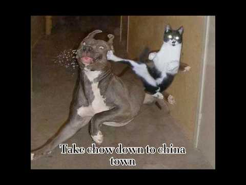 I want to be ninjaa | Cat meme | #cat #catmemes #catfunny