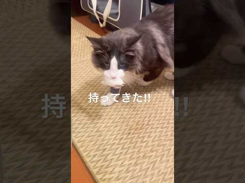 ねずみ獲ってきた#ノルウェージャンフォレストキャット#母猫#猫のおもちゃ