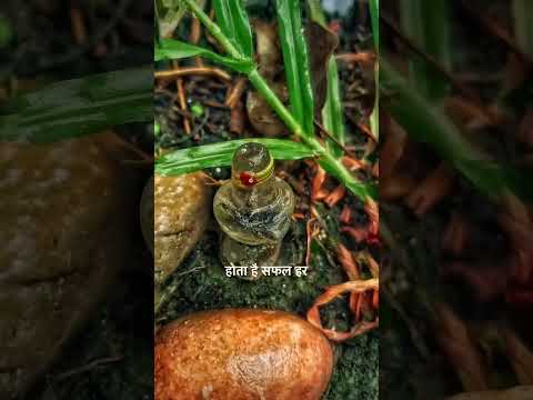 Shiv Satya hai /  Har har mahadev/ Bhakti Maarg/ Shorts/ Viral