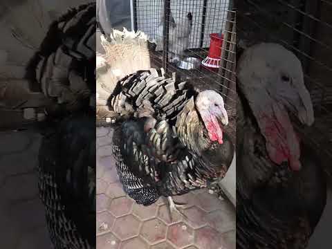 🦃 #pets #funny #shorts #youtubeshorts #turkey