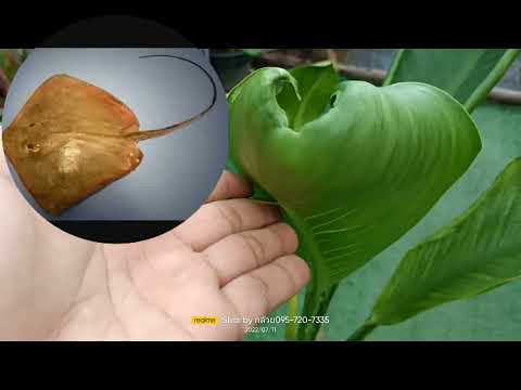 ต้นเศรษฐีวินสันใบห่อหางกระเบน Dieffenbachia Billioaire Wilson wrapped leaf Stingray tail