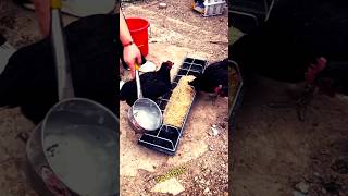All-in-One Poultry Feeder and Drinker | Wet & Dry Feeding Trough for Ducks, Geese & Chickens