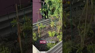 Part. 2 of lessons learned in the garden! #gardening #beginnergardener #diygardening