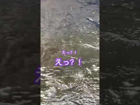 また発見か？！この魚の正体はいったい…優雅に泳ぐBIGな魚と遭遇！