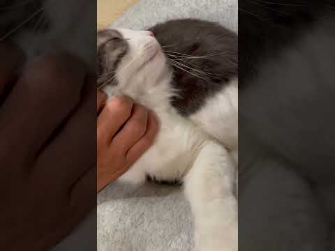 猫が気持ちいいところ#ノルウェージャンフォレストキャット#猫のいる暮らし