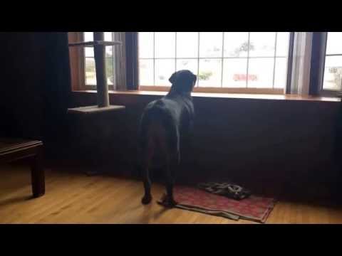 Rex the rotti barking at rain