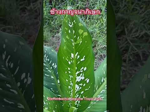 ช้างกาญจนาภิเษก