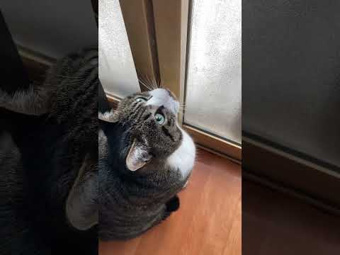 にゃんこ大戦争#ねこ #ねこのいる生活 #ねこ動画 #ねこ好き