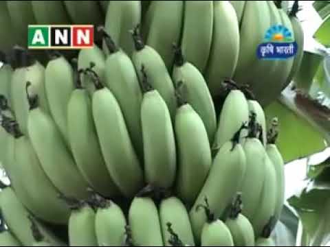 Jalgaon Banana Farming