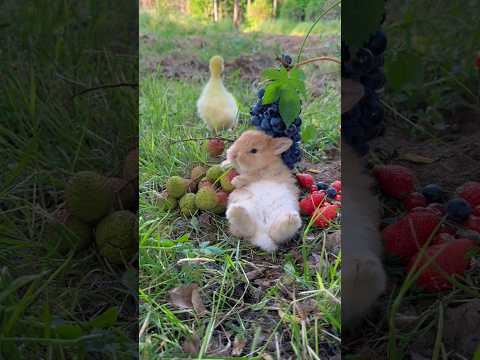 Mischief Bunny's Cozy Snack Time (ASMR) #cute #chill #rabbit #relaxing #animals #shorts #trending