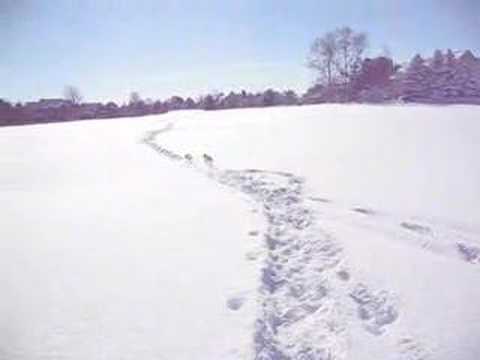 Doggies love Snow!