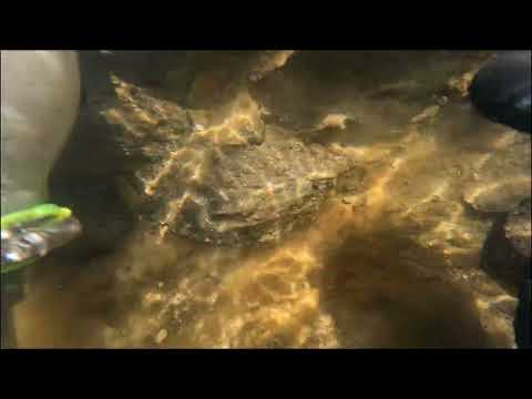 UNDERWATER SEARCH for SCOTTISH GOLD