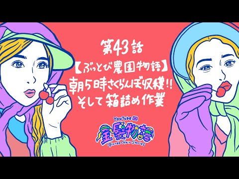 43話 【ぶっとび農園物語】朝5時さくらんぼ収穫！そして箱詰め作業【山形県 天童市 奥山農園】