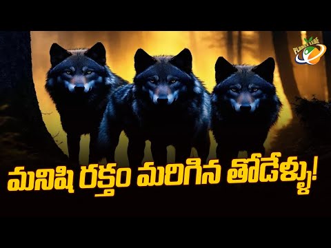 మనిషి రక్తం మరిగిన తోడేళ్ళు ! Wolf attack in Bahraich UP || Planet Leaf