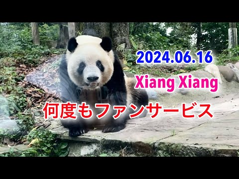 2024.06.16   何度もファンサービス　　#シャンシャン　#中国保護大熊猫研究中心雅安碧峰峡基地