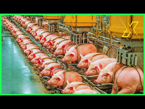 The Industrialization of Food: How Machines Process Food in Massive Quantities.