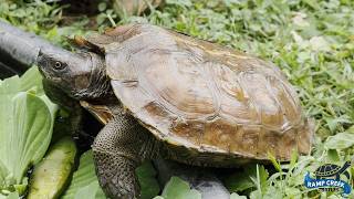 Asian Spiny Wood Turtle at Ramp Creek Turtles!