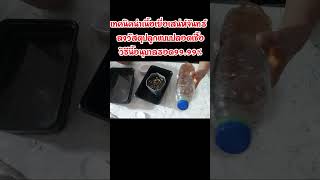 นำไม้เนื้อเยื่อเสน่ห์จันทร์ลงวัสดุปลูกแบบปลอดเชื้อ(วิธีนี้รอด99.99%)ก่อนนำไปอนุบาลต่อ