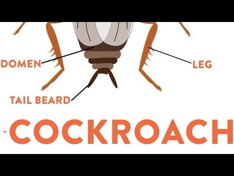 Cockroach One shot covered