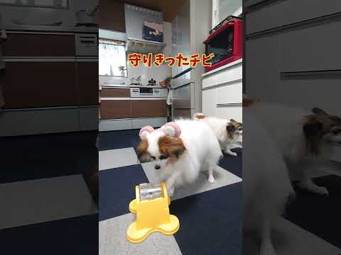 激おこな犬達 #激おこ #可愛いわんこ #可愛い