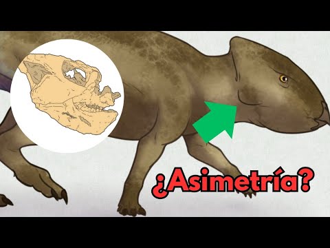 Asimetría en Yamaceratops