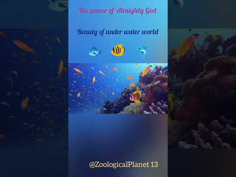 The power of Almighty God|beauty of under water world#animals#sealife#ocean