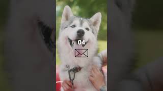 How to Start and Grow an Animal Shelter: A Digital Guide