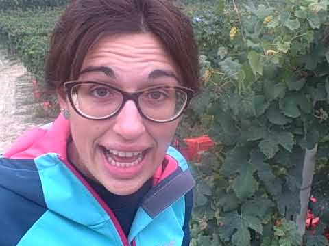 DBGitalia with Daniela Tibaldi as they harvest the Costa Anforiano vyd Nebbiolo da Roero, Oct'19