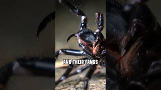 DEADLIEST SPIDER FANGS!