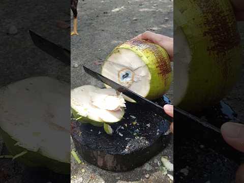 Crack open a coconut #coconut #tropical #youtubeshorts