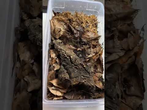 How To Make Money Breeding Bugs? (Isopods) #shorts #reptiles #bugs #insects #science #howto #animals