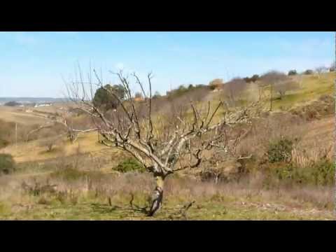 Follow up to the Severe Pruning of two Mature Apple Trees (2012)