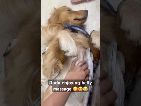 Dudu enjoys massage🥰#goldenretriever #dudu #funny #enjoy #massage #comedyvideos #ytshorts #love